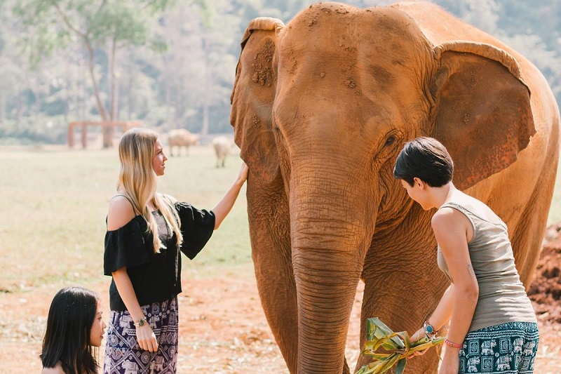 http://goodindeed.com/wp-content/uploads/2022/04/Elephant-Pants-from-Thailand-for-Meditation.jpg